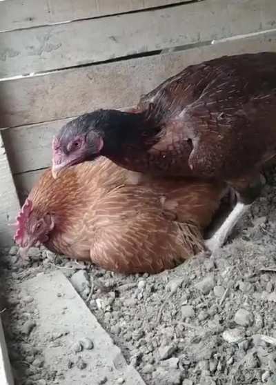 How the chicken takes care of the egg, and pushes underneath the broody chicken to brood it, and roasts the chicken for not taking care