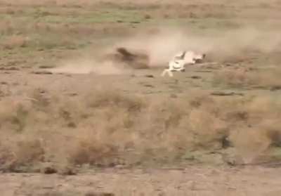 This cheetah perfectly mirroring an impala&rsquo;s weaving as it chases it down