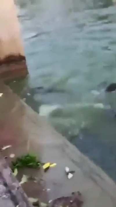A fun day of turtle feeding