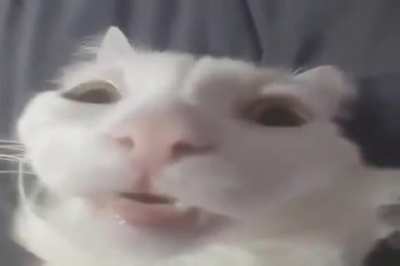 gatu