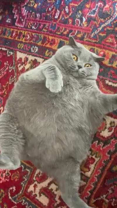 This beachball of a cat. (Though she looks severely overweight, she is not! Pitoe has severe scoliosis which makes her body short &amp;amp; round. Link to xray in comments.)