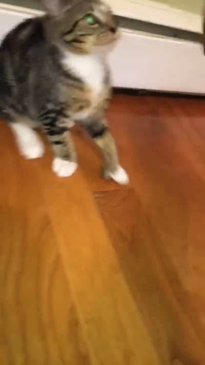 When my cat was a kitten 😭😭