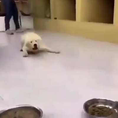 wondering if anyone could put the spongebob song "grass skirt chase" over this clip