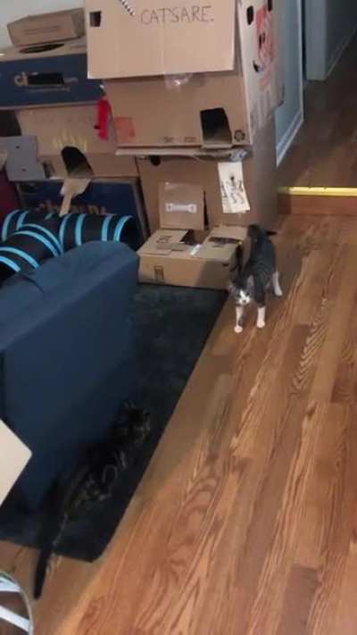 Messing with Kitties during playtime