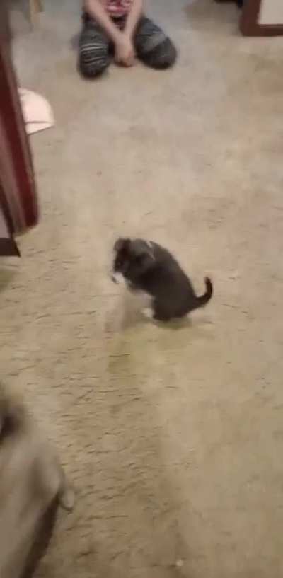 He will not leave the cat alone lmao.