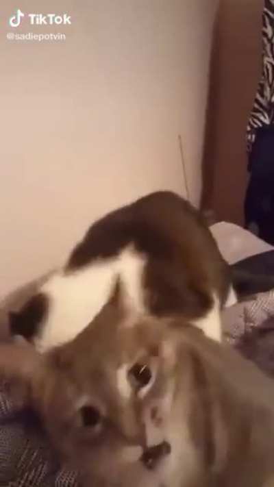 Hit cat taking out target