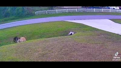 Dog saves kid from 2 mean dogs