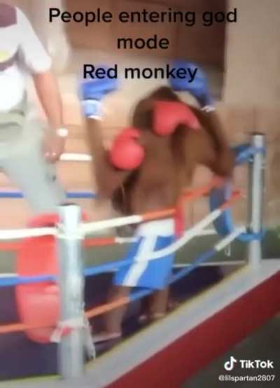 Monkeydonian boxing match 🇲🇰 😱😱