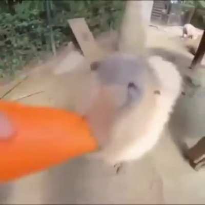 Carrot