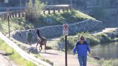 To enjoy a peaceful jog.