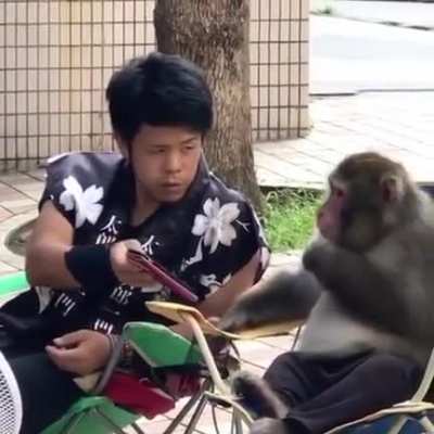 Monkey having a secret conversation with his human buddy