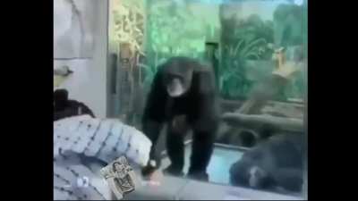 We should return to monke.