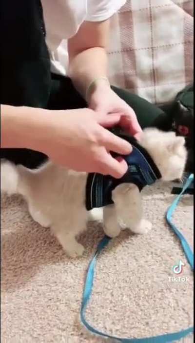 Kitty shorts out