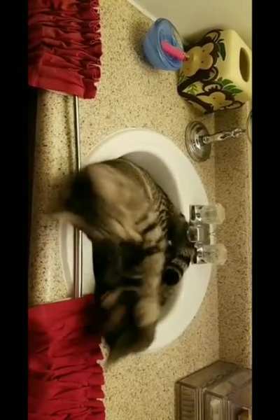 2 hitcats enter, 1 hitcat leaves