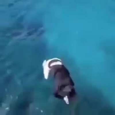 Sick backflip