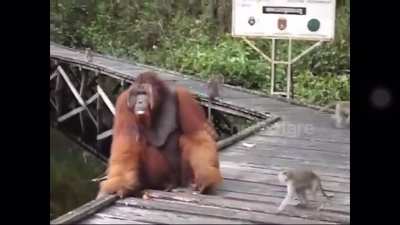 monke