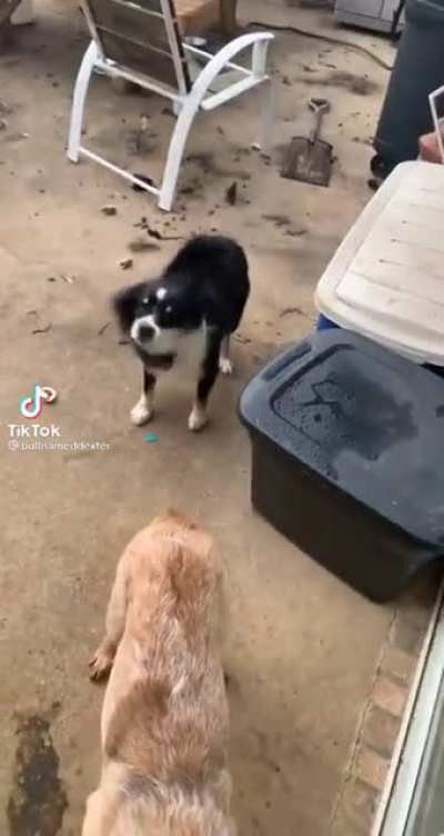 You&rsquo;re not my dog