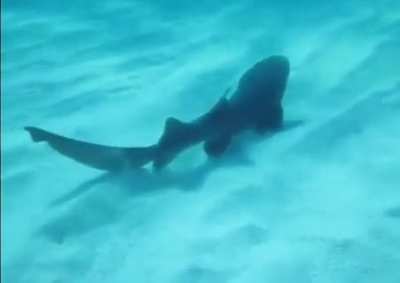 i’m sorry for not posting :( had a bad day, heres a shark sneezing!