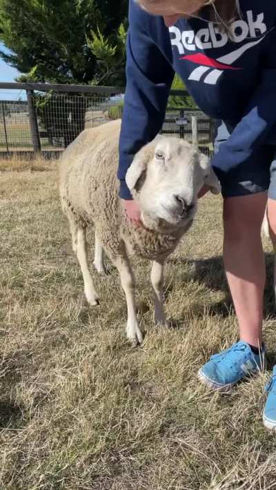 "Ahhhh, yesss, that's the spot!" - Harvey the sheep at Edgar's Mission Animal Sanctuary in Australia