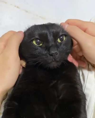 Look at those ears!