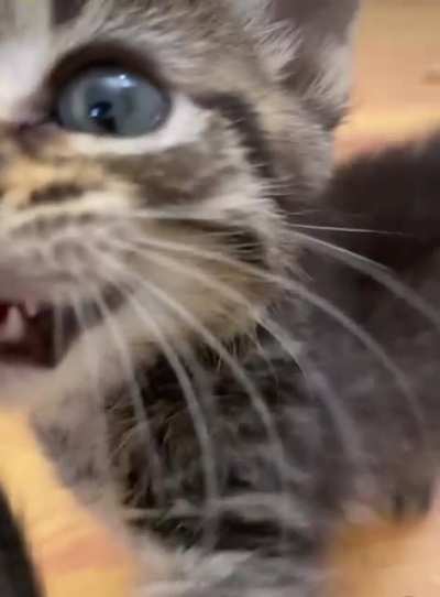 Pip&rsquo;s Ferocious Squeak
