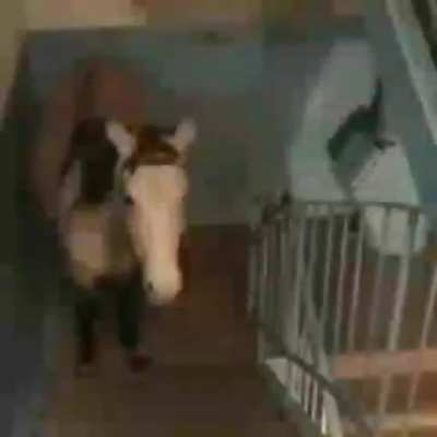 Horsecow
