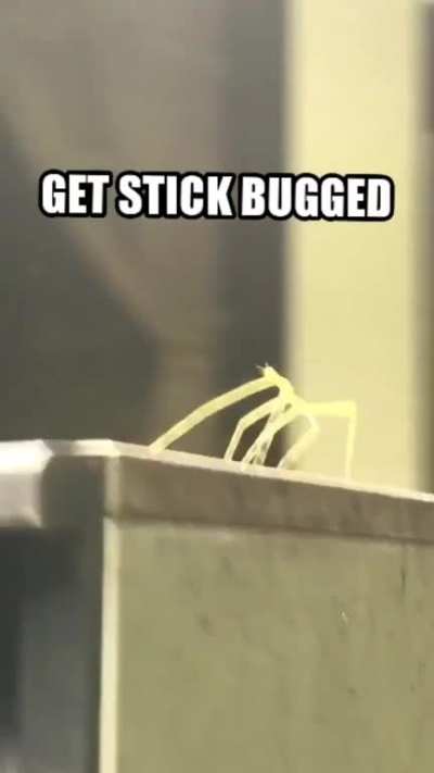 Buggy and furry
