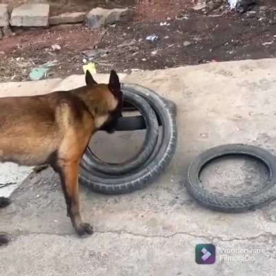Malinois dog figured out a way to help his hooman move tires &mdash; by carrying four tires in one bite..
