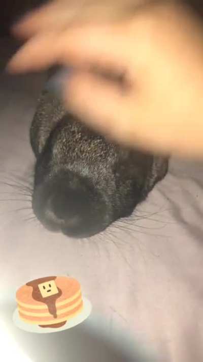 My bun Betsey goes flat when I pet her, I call it pancake mode