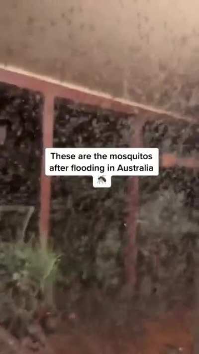 Mosquitos &hearts;️&hearts;️&hearts;️