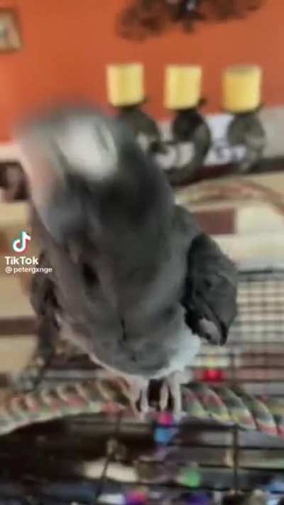 The biggest bird