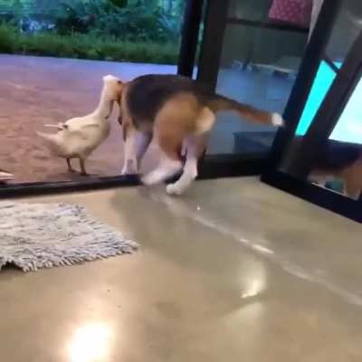 Woof_irl