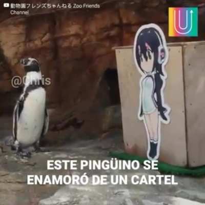 Jajaque puto
