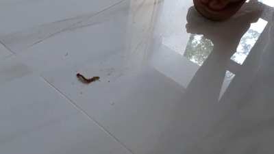 asia girl vs centipede