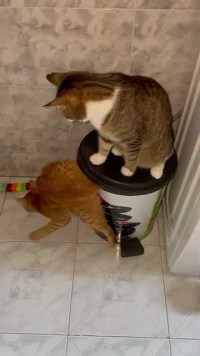 So.... somehow the gray asshole managed to open the garbage can and convince the orange asshole to hop in, so he can just sit on top of it. When orange asshole wanted out, this happened. Notice how gray asshole is actually pressing hard at the end :)