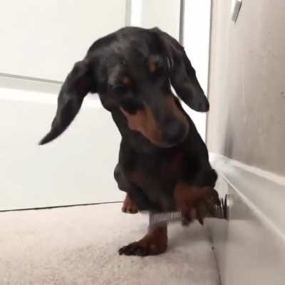 Perfectly Cut Sausage