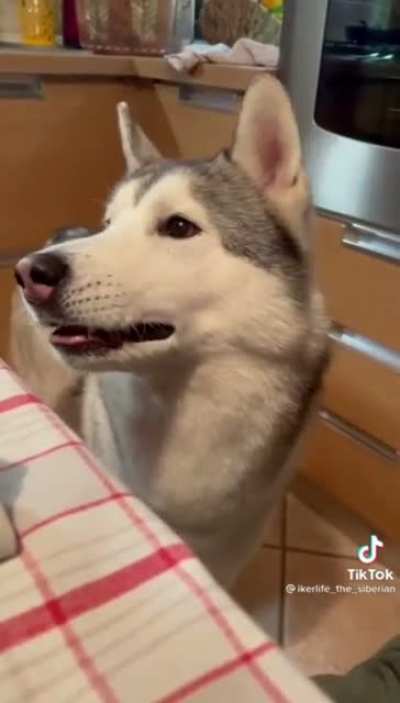 And they say dogs can&rsquo;t talk