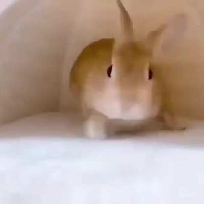 Bv