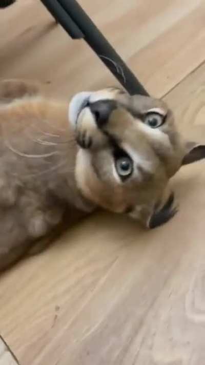 Котик