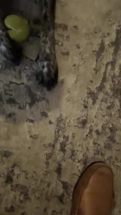 There are two types of dogs in the world&hellip;
