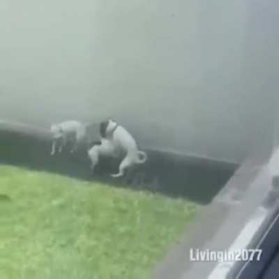 Mods demostrando su amistad y solidaridad entre ellos&hellip;.