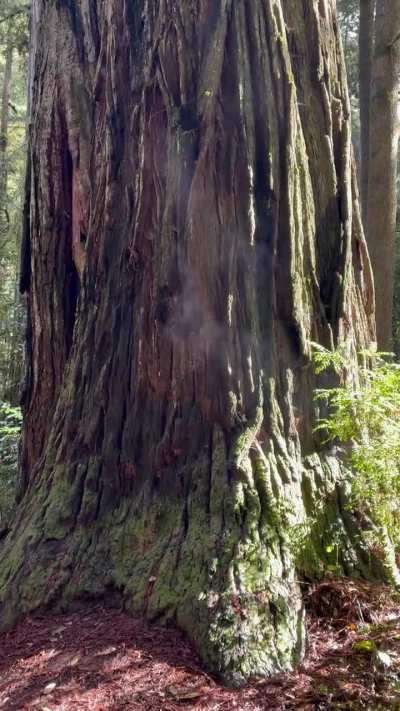 PNW &ldquo;Old Growth Redwood&rdquo; almost appears to be exhaling into the cool air