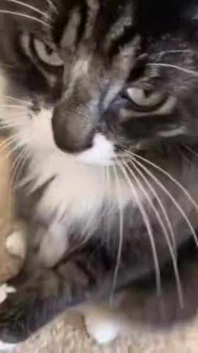 If Brian was a cat