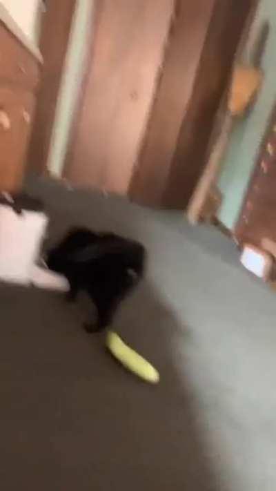 Cats are scared of cucumbers