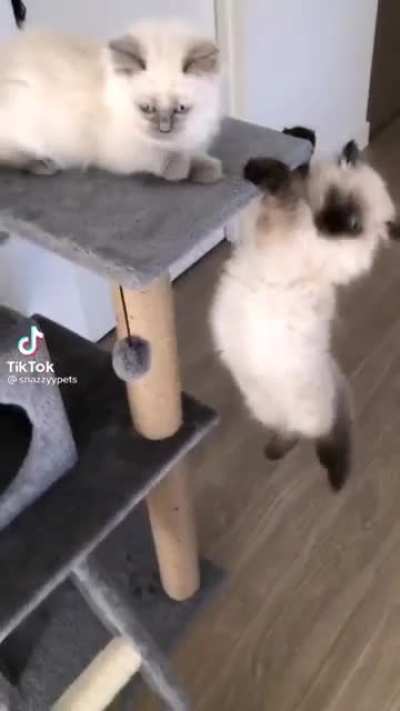 I am the victim of an attempted purrder attempt. Can I get the other kitty arrested? Do I need to enter witness purrtection if I testify against them?