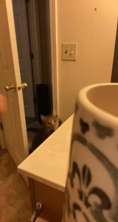 So I prepare my cats food in my bathroom to avoid them nibbling while I&rsquo;m making it. They are well aware of this. I am a slave.