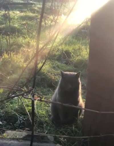 Ukrainian 🐱 🇺🇦
