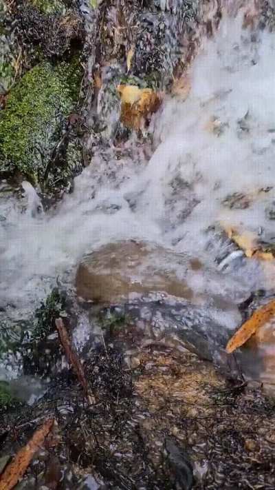 Platypus taking a shower in a waterfall