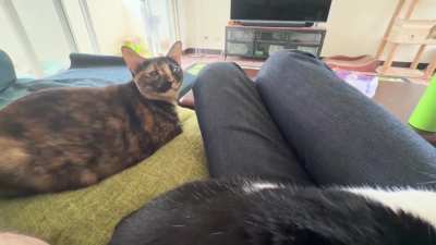 I&rsquo;m petting her brother instead of her. She&rsquo;s fuming.