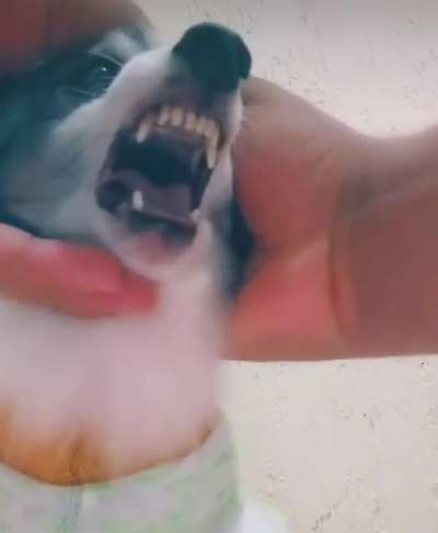 doguinho revoltado
